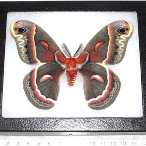 Hyalophora cecropia male saturn moth USA