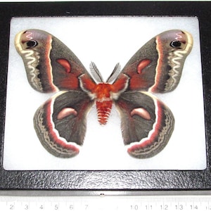 May include: A large cecropia moth specimen displayed inside a black rectangular shadow box frame. The moth features dark gray wings with red, white, and tan markings, and a fuzzy orange body. A ruler shows the frame width is 15 centimeters.