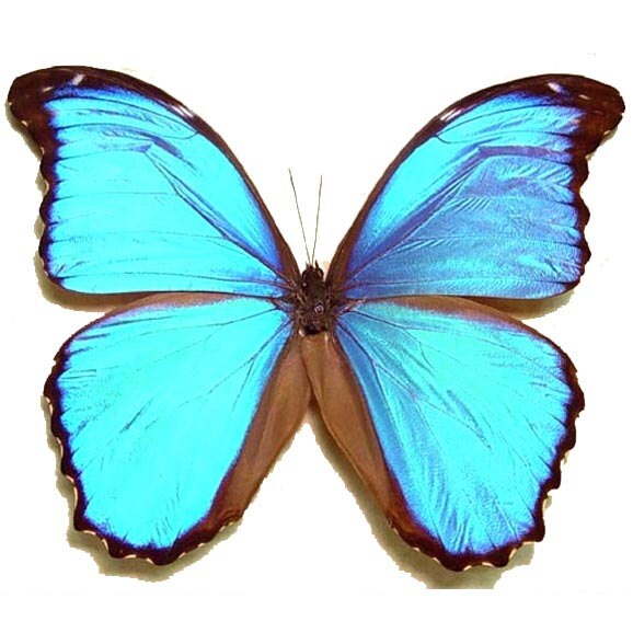 Morpho menelaus ONE Real Butterfly Blue Peruvian