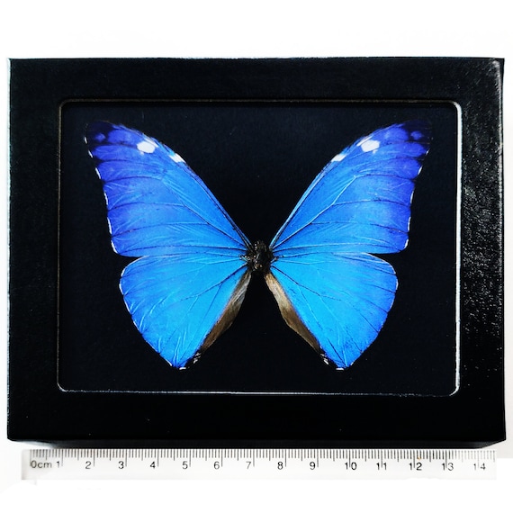 Morpho Adonis Blue Butterfly Peru - Etsy