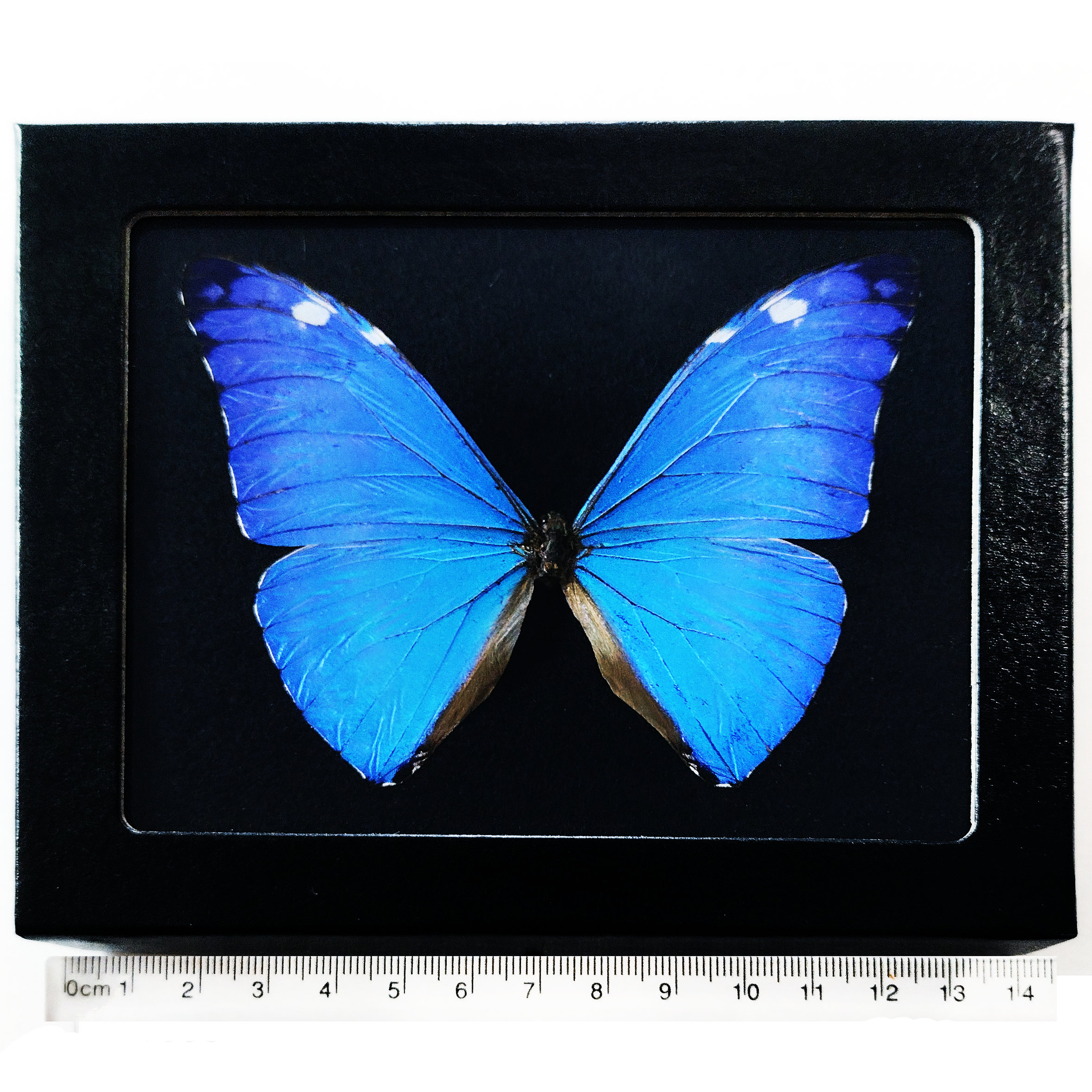 Peru Morpho absoloni 120mm very big 【公式通販】