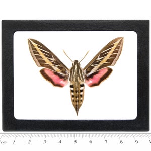 May include: A framed specimen of a pink-striped hawk moth with brown and white wings. The moth is mounted on a white background and framed in a black frame.