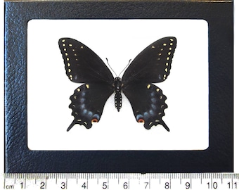 Hoplia coerulea One Real Metallic blue scarab beetle unmounted