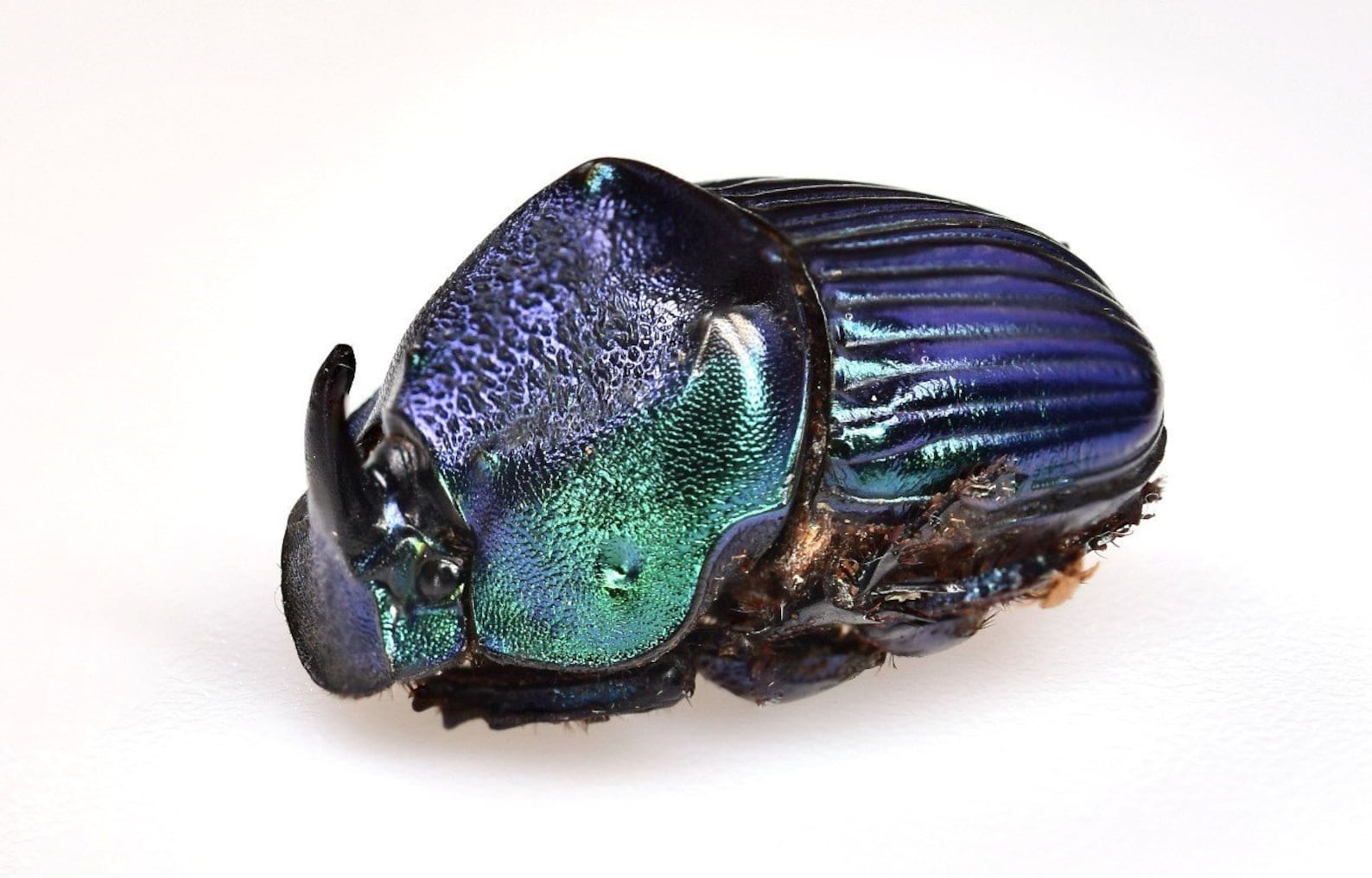 Жуки купить живые. Horned dung Beetle. Жуки в стекле коллекция. Phanaeus haroldi. Blue Horn.