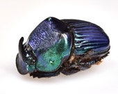 Phanaeus Pilatei MINOR Male Blue Green Scarab Dung Beetle