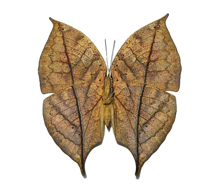 Kallima inachus One Real Butterfly leaf mimic verso Indonesia