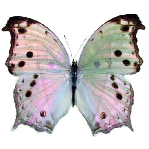 Salamis parhassus pink purple black mother of pearl butterfly Africa
