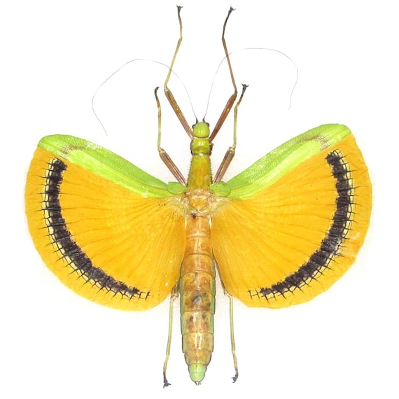 Tagesoidea Nigrofasciata FEMALE Yellow Green Walking Stick Bug