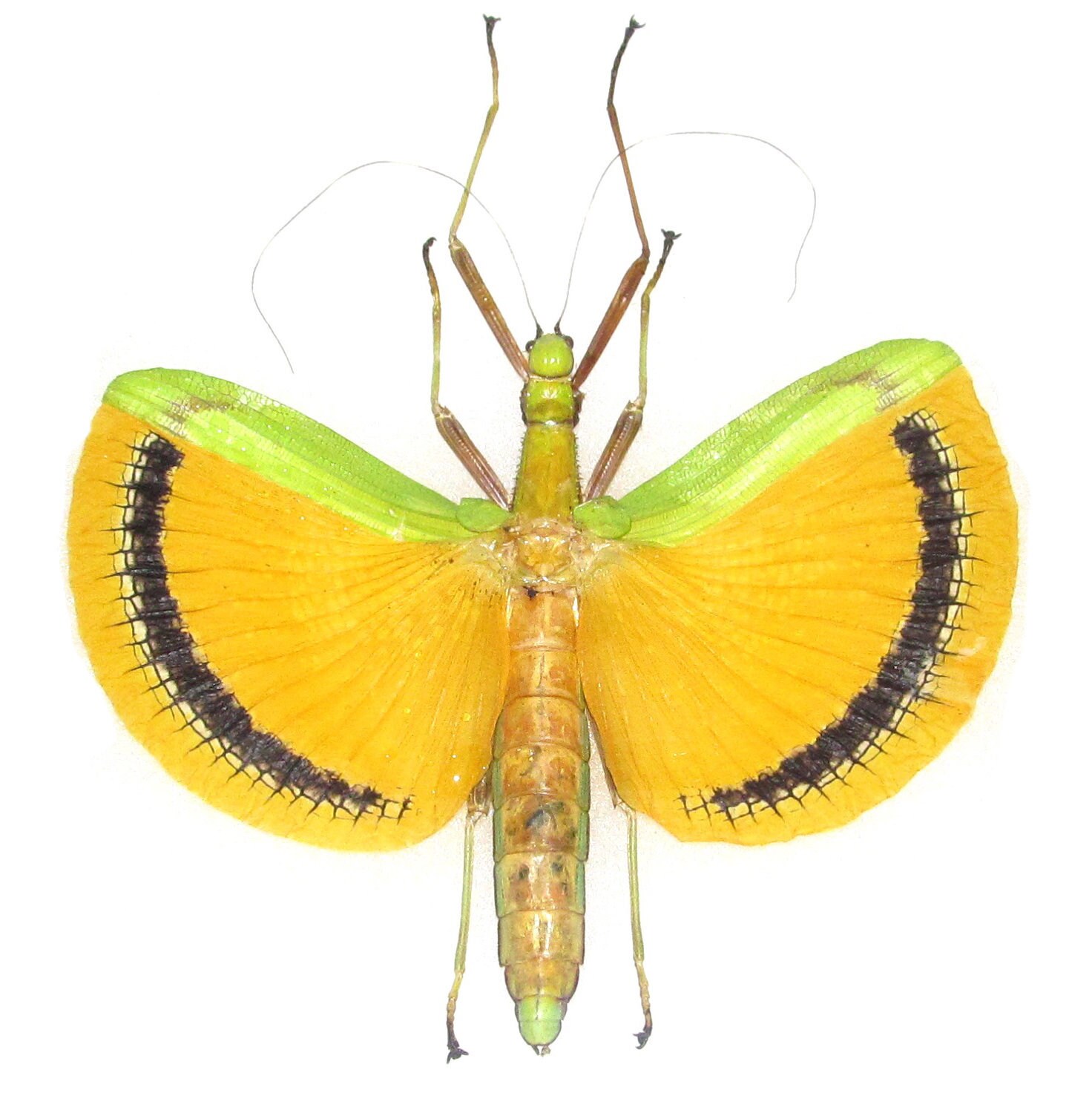 Tagesideia nigrofaciata 標本 約15cm il_fullxfull.2495431642_3cmo.jpg