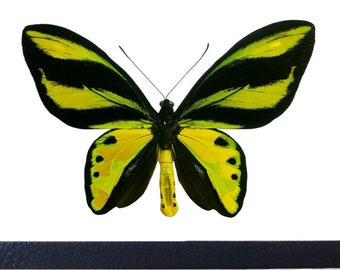 Ornithoptera tithonus gold green birdwing butterfly RARE Timika Indonesia (CIRS)