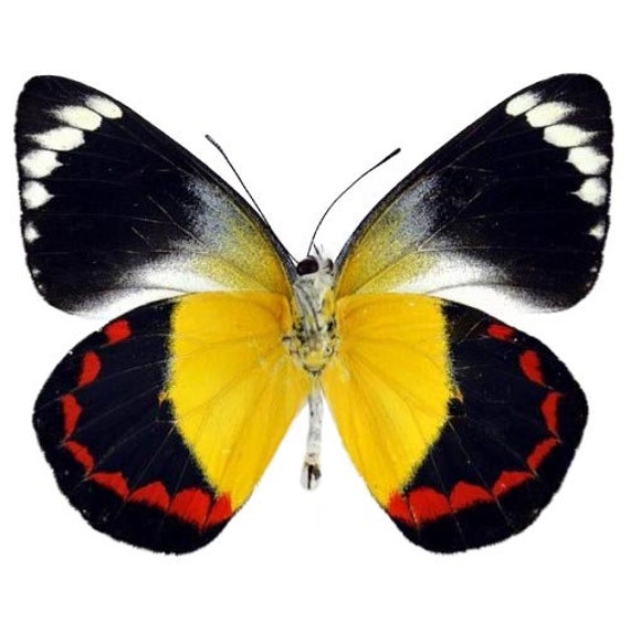 BicBugs Hypolimnas dexithea red Blue White Black Butterfly Madagascar Framed BicBugs Hypolimnas dexithea red Blue White Black Butterfly Madagascar Framed