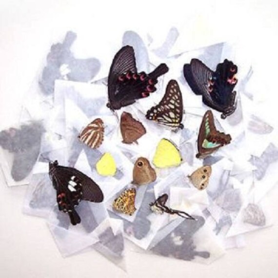 100 Butterflies Moths Wholesale Mix Lot Unmounted Wings Closed Etsy