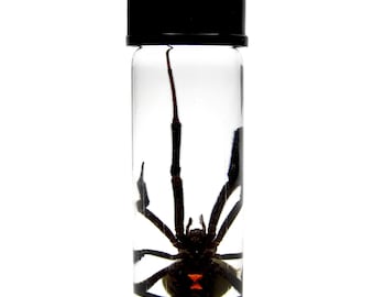 Latrodectus sp. Arizona Southern black widow spider wet specimen
