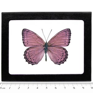 Crenis pechueli RECTO pink purple butterfly Africa