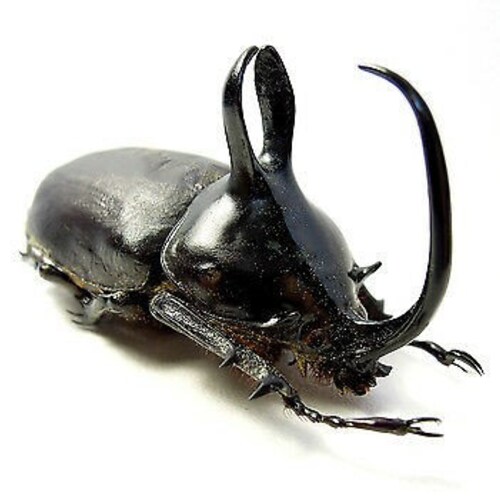 Eupatorus Birmanicus ONE Real Bunny Rabbit Ears Rhinoceros - Etsy