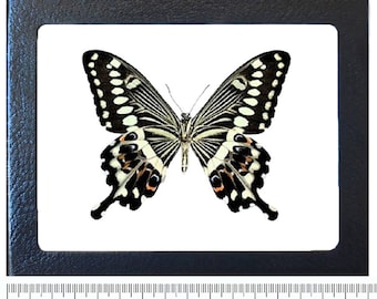 May include: A black and white butterfly with orange accents is displayed in a black frame with a ruler underneath. The butterfly has a wingspan of approximately 7.5 inches.