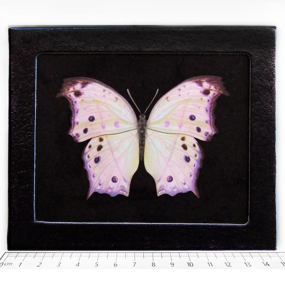 Salamis parhassus REPLICA framed pink purple mother of pearl butterfly Africa black background
