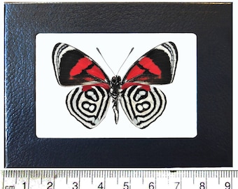 May include: A framed butterfly specimen with black, white and red wings. The butterfly is mounted on a white background and framed in a black frame.