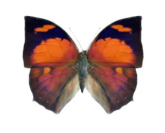 Anaea Ryphea One Real Butterfly Red Pink Peru - Etsy