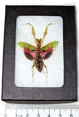 Creobroter gemmatus Real malaysian pink flower praying mantis framed …