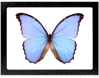 Morpho godarti asarpai &quot;Godart&#39;s Morpho&quot; purple blue butterfly Peru