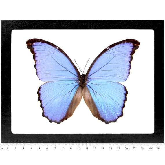 Morpho Godarti Asarpai Morpho Godarti Asarpai