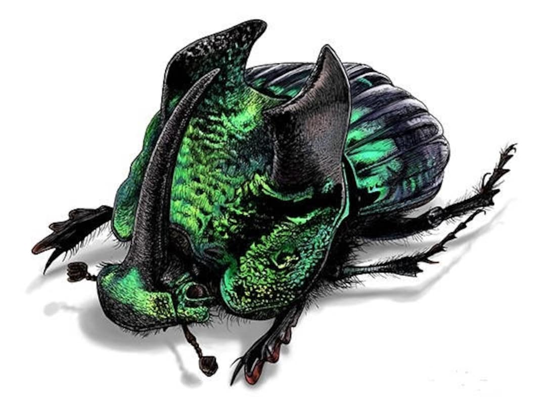 標本 Mexico Phanaeus demon demon 21mm 20mm Mexico Phanaeus demon demon 21mm 20mm Phanaeus demon
