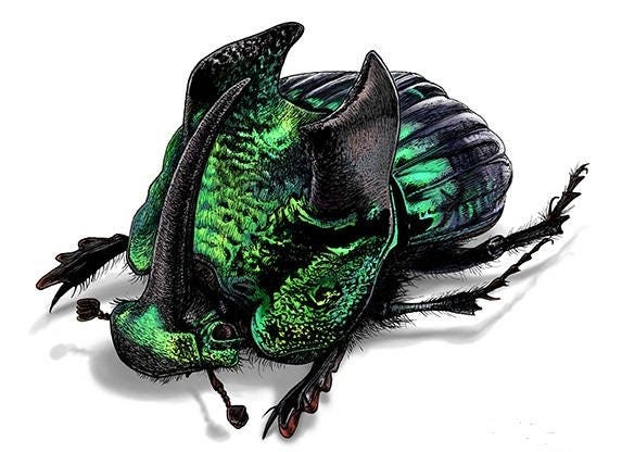 Phanaeus Demon MALE Scarab Beetle Green Form Guatemala PINNED - Etsy