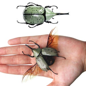 Dynastes granti MALE Western rhinoceros hercules beetle Arizona USA