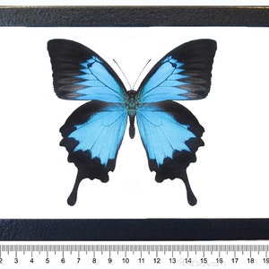 Papilio ulysses swallowtail blue black butterfly Indonesia