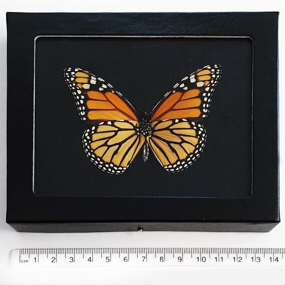 Danaus Plexippus VERSO Orange Black Monarch Butterfly USA - Etsy