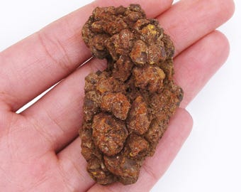 Coprolite DINOSAUR POOP fossilized specimen