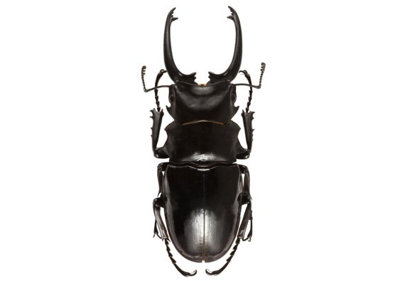 ONE REAL STAG BEETLE ODONTOLABIS DALMANNI CELEBENSIS INDONESIA