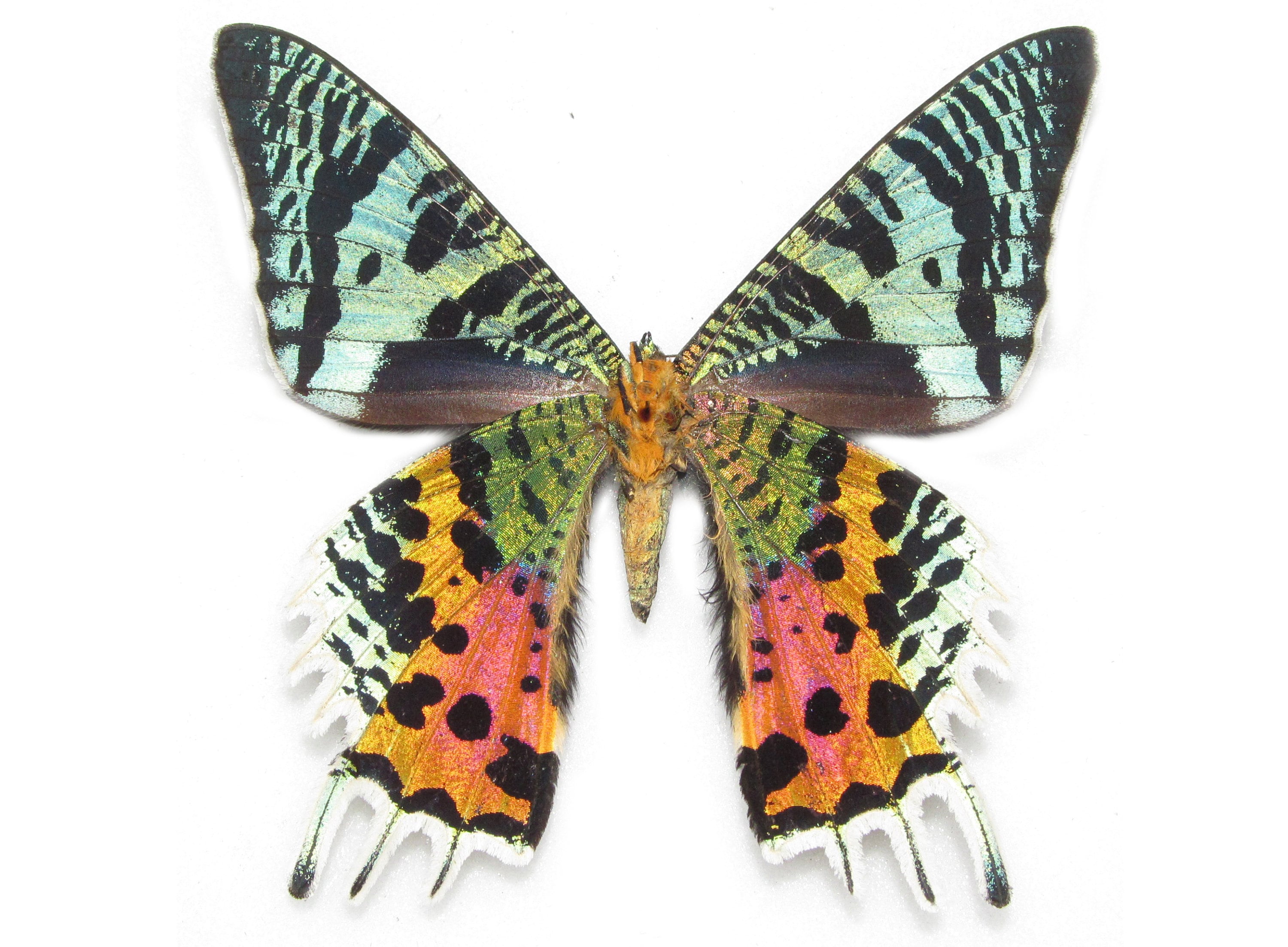 Urania ripheus One Real Madagascar Sunset Moth Butterfly