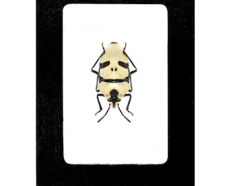 Hoplia Coerulea One Real Metallic Blue Scarab Beetle Unmounted