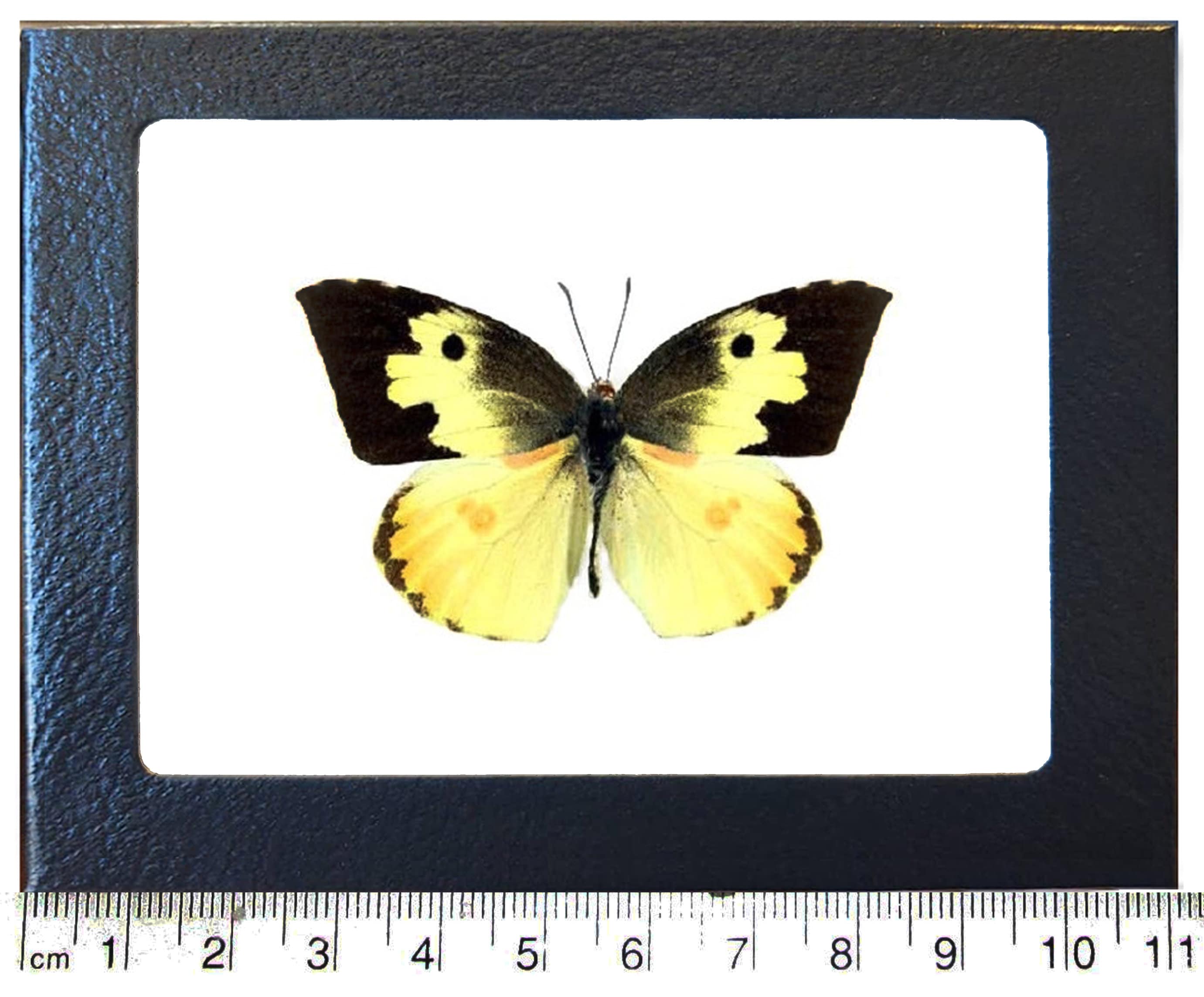 INORAN/2008 Butterfly Effect+〈2枚組〉 Monarch Butterfly Hair Claw | Winona Irene