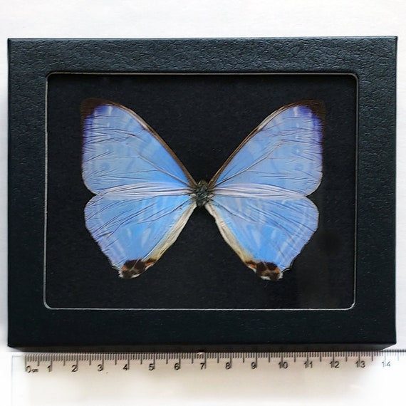 Morpho Sulkowskyi Purple Pink Blue Butterfly Peru - Etsy