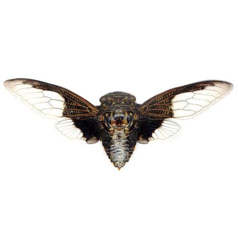 Spilla Feudalesimo e Libertà - Aquila Imperiale Spilla Feudalesimo e Libertà - Aquila Imperiale
