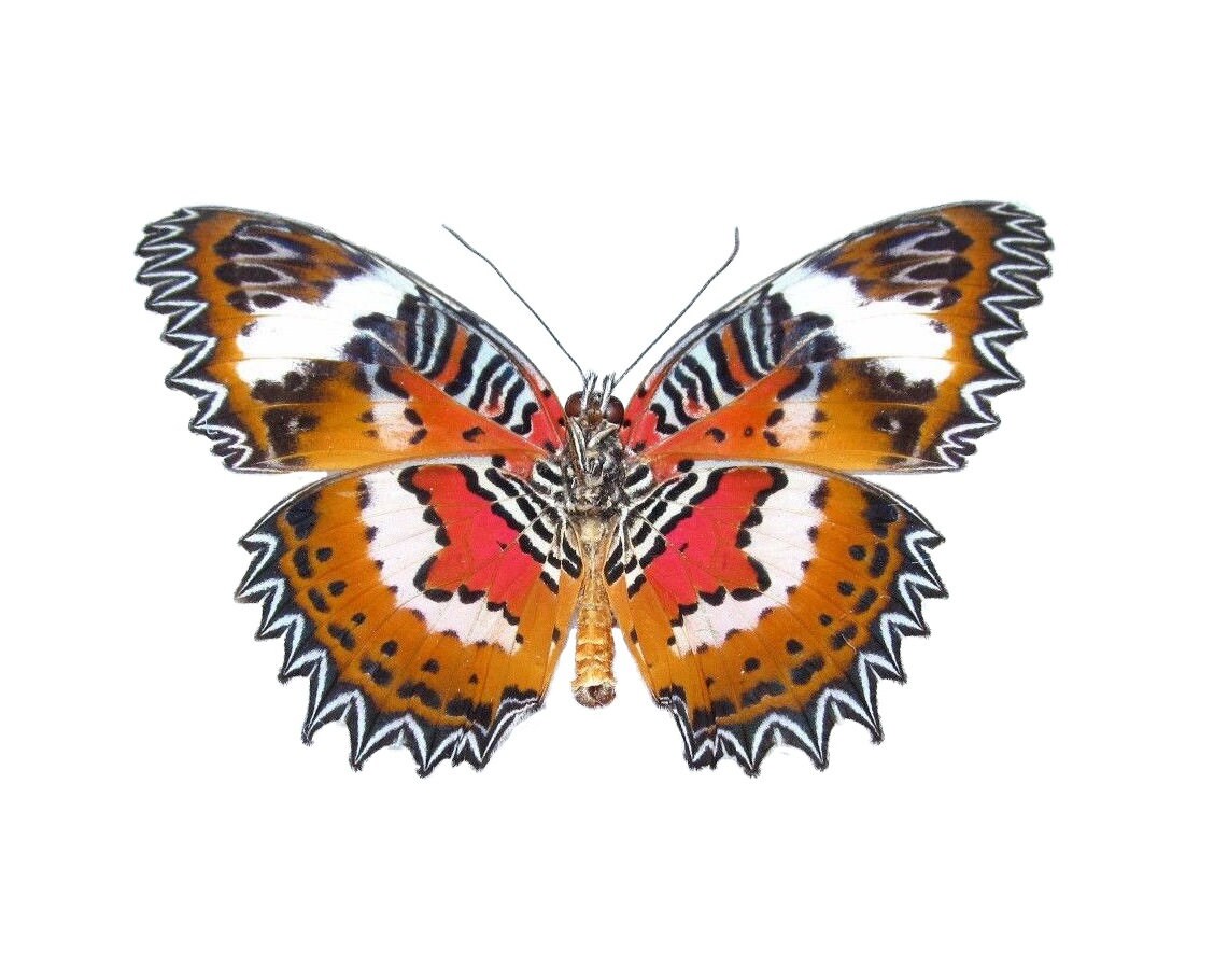 Cethosia hypsea One Real Butterfly Red Orange White Indonesia