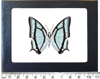 Puede incluir: Un espécimen de mariposa enmarcado con alas de color azul claro y marcas negras y blancas. La mariposa mide aproximadamente 6 cm de ancho.