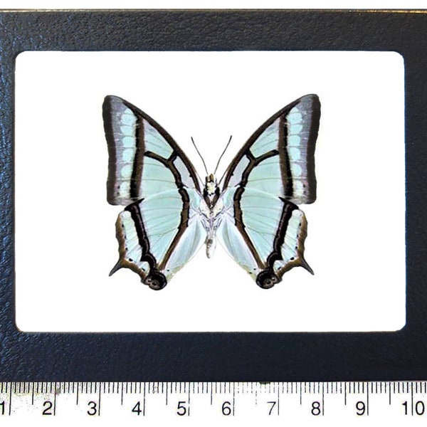 Polyura narcaea One Real Butterfly blue green butterfly verso China
