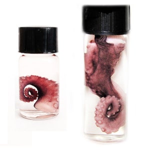 Tentacle octopus pink purple preserved wet specimen in vial SM or XL