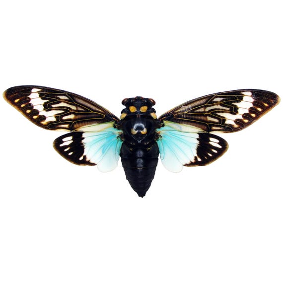 Tosena Splendida Blue Clear Wings Cicada Thailand Mounted Packaged