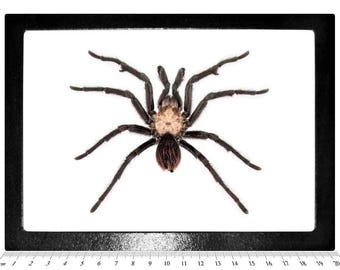 Aphonopelma chalcodes MALE Arizona blonde tarantula Arizona USA FRAMED