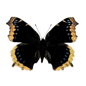 Nymphalis Antiopa ONE Real Butterfly North American Mourning Cloak - Etsy