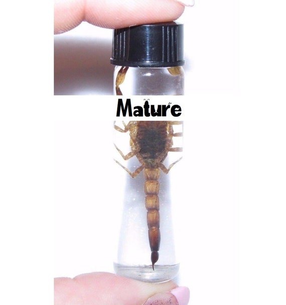 Wet Specimen Real GOLD Desert Scorpion Preserved in Glass Vial - Etsy Ireland Wet Specimen Real GOLD Desert Scorpion Preserved in Glass Vial - Etsy Ireland