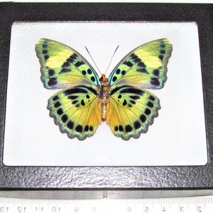Euphaedra blue green verso butterfly Africa