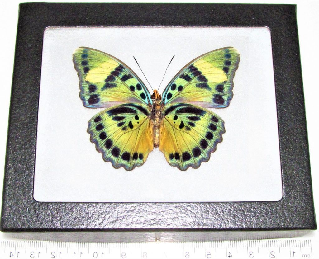 Euphaedra blue green verso butterfly Africa