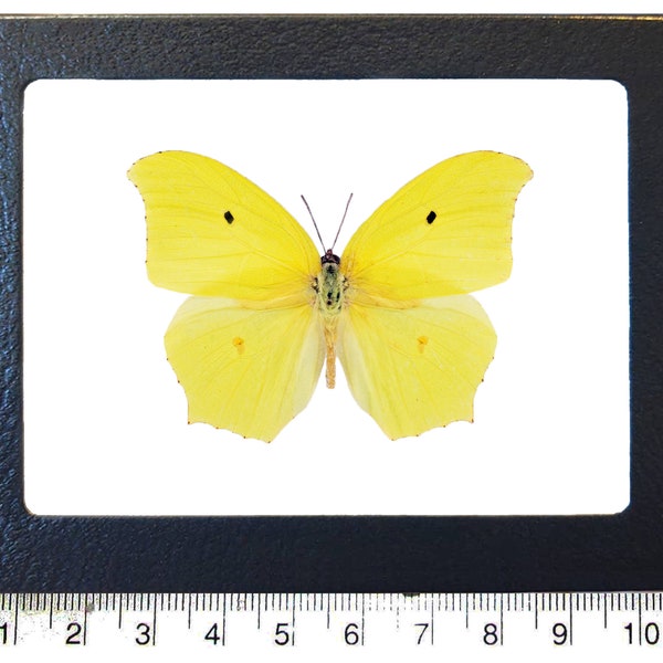 Anteos maerula yellow butterfly Peru