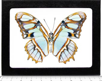 Puede incluir: Un espécimen de mariposa enmarcado en un marco negro. Las alas de la mariposa muestran un patrón azul claro y naranja con detalles en negro. El marco rectangular está sobre un fondo blanco. Se ve una regla en centímetros.